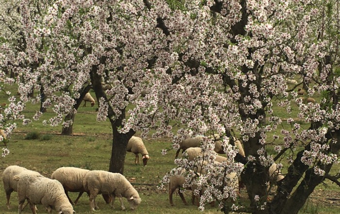 Printemps, moutons et vergers - Vertical 1